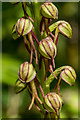 TQ2451 : Man Orchid (Orchis anthropophora) by Ian Capper