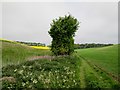 TA0677 : The  Yorkshire  Wolds  Way  through  Stocking  Dale by Martin Dawes