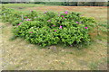 TM4762 : Mallow bush in Sizewell Beach Car Park by Geographer