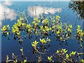 NH7142 : Bogbean on the margin of Lochnabroon by valenta