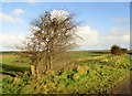 TA1672 : A  lonely  bit  of  hedge  on  Grindale  Road by Martin Dawes