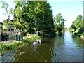 SK0002 : Swans on the Wyrley & Essington Canal by Christine Johnstone