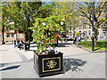 SJ8398 : Tree of Hope, Cathedral Gardens by David Dixon