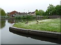 SO9087 : Canada geese and their goslings, at lock 3 by Christine Johnstone