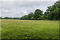 TQ0549 : Field on Albury Downs by Ian Capper