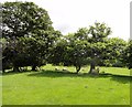 NZ0749 : Sheep sheltering under the hedge by Robert Graham