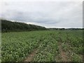 SJ8051 : New maize near Audley by Jonathan Hutchins