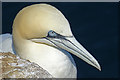 NJ8267 : Gannet (Morus bassanus) by Anne Burgess