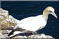 NJ8267 : Gannet (Morus bassanus) by Anne Burgess