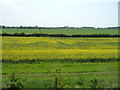 TG0603 : Oilseed rape, west of Station Farm, Kimberley by Christine Johnstone