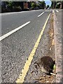 SK4933 : Dead hedgehog on Nottingham Road by David Lally