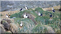 J4898 : Puffins at The Gobbins by Rossographer