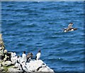 NM2742 : A guillemot takes flight by Rob Farrow