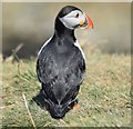 NM2742 : Puffin (Fratercula arctica) on Lunga (2) by Rob Farrow