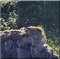 NM4759 : White Tailed Sea Eagle (Haliaeetus albicilla) chick by Rob Farrow