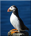 NT6599 : Puffin (Fratercula arctica) by Anne Burgess