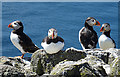 NT6599 : Puffins (Fratercula arctica) by Anne Burgess