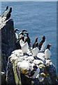 NT6599 : Auks on Rocks by Anne Burgess