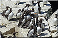 NT6598 : Guillemots (Uria aalge) by Anne Burgess