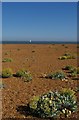 TM3742 : Looking out to sea at Shingle Street by Christopher Hilton