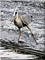 SJ4065 : Heron fishing on Chester's River Dee weir #3 by John S Turner