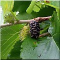 SO5721 : Mulberry fruit by Jonathan Billinger