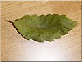 ST5704 : Leaf of Brant's Oak by Oliver Dixon