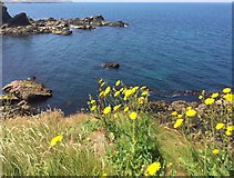  : Headland and bay by Alan Hughes