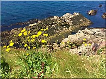  : Rocky headland by Alan Hughes