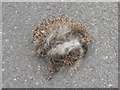 NT4568 : Hedgehog at Easter Pencaitland by M J Richardson