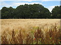 NT4765 : Cereal field at Gilchriston by M J Richardson