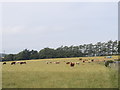 NJ8209 : Cows by the road by Bill Harrison