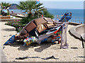 SX9472 : The Chair Backed Turtle, Teignmouth Seafront by David Dixon