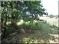 SJ9927 : Sheep sheltering in the shade at mid-day on a hot day by Christine Johnstone