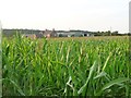 SK1127 : Maize crop, south of Three Lane Ends Farm by Christine Johnstone