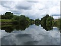 SE3666 : Approaching Cherry Island Wood, on the River Ure by Christine Johnstone