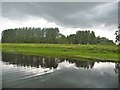 SE3467 : Sheep grazing on the north bank of the River Ure by Christine Johnstone