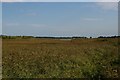 TM3851 : Reedbeds looking down the Butley River estuary by Christopher Hilton