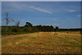 TM3952 : Wheat field south of Tunstall Forest by Christopher Hilton