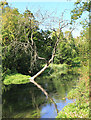 SU4725 : Dead Tree in the Itchen by Des Blenkinsopp