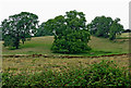 SP6687 : Pasture south-east of Laughton in Leicestershire by Roger  D Kidd