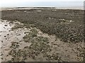 TF6538 : Cockles and mussels on the beach near Heacham - 2 by Richard Humphrey