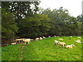 TQ5043 : Sheep grazing near Penshurst by Malc McDonald