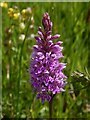 NS2576 : Common Spotted-orchid by Lairich Rig