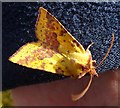 NJ3265 : Sallow Moth (Xanthia icteritia) by Anne Burgess