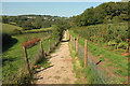 SX8457 : Footpath through tree nursery, Stoke Gabriel by Derek Harper