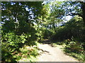 TQ1994 : An ancient wooded lane near Bury Farm by Marathon