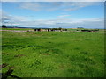 NY5815 : Cattle grazing near Castlehowe Scar farm by Christine Johnstone