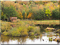 NZ1631 : Wildlife viewing hide among autumnal trees by Trevor Littlewood