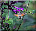 SZ5476 : Hummingbird Hawk-Moth on Salvia by Andy Stephenson